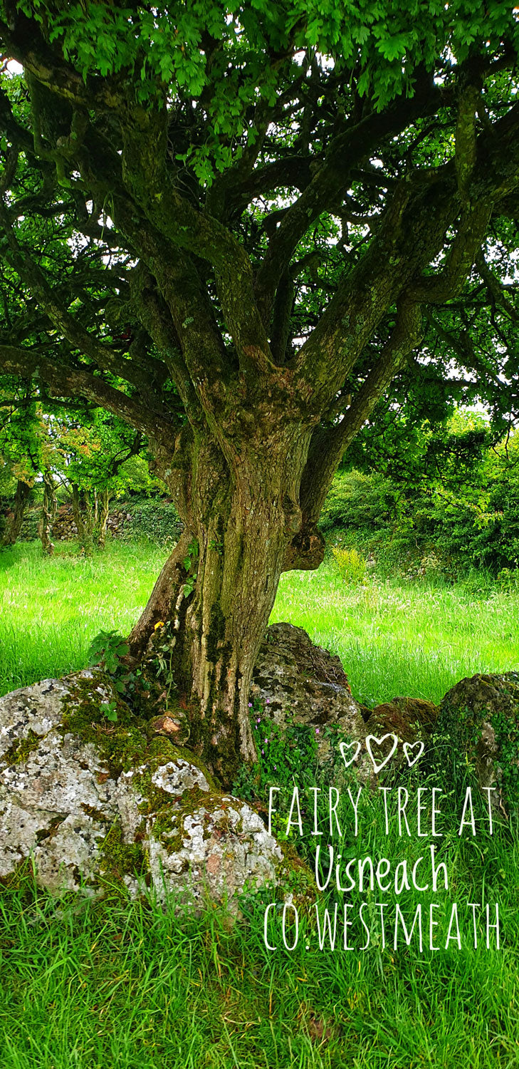 Fairy tree at Uisneach, Co.Westmeath