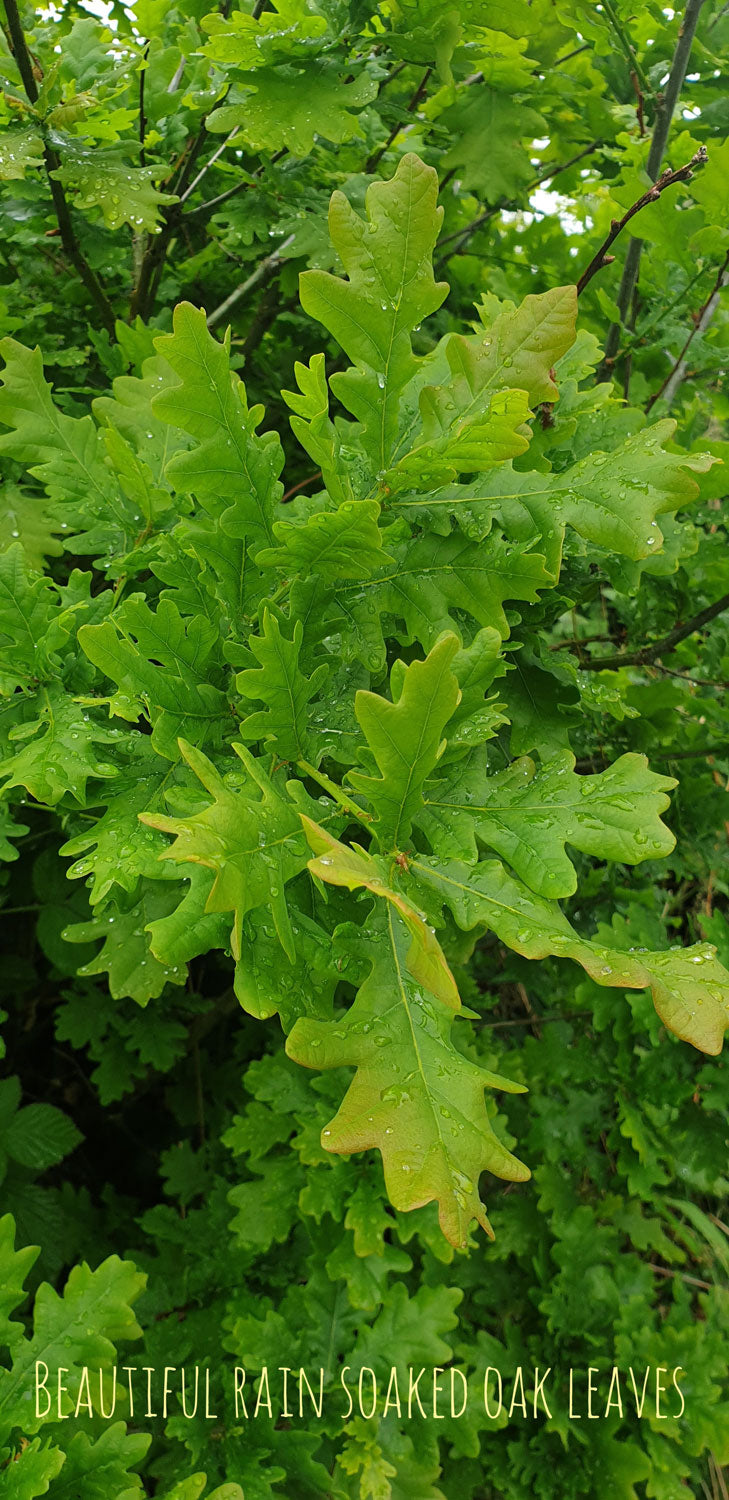 Beautiful rain soaked oak leaves 
