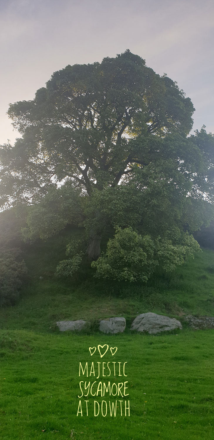 Majestic Sycamore at Dowth